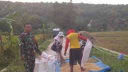 Babinsa Bersama PPL Melakukan Pendampingan Petani Dalam Proses Panen Padi