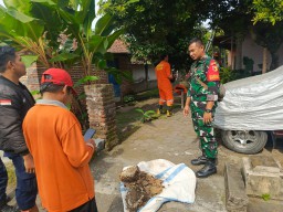 Babinsa Koramil 0810/07 Patianrowo bersama Damkar Nganjuk Evakuasi Sarang Tawon Yang Meresahkan Warga.