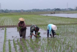 Babinsa Koramil Prambon Turun Ke Sawah Bantu Para Buruh Tani Tandur Padi