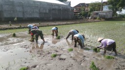 Tingkatkan Luas Tambah Tanam Babinsa Bantu Petani Tanam Padi Seluas 2,5 Hektar di Wilayah Binaan