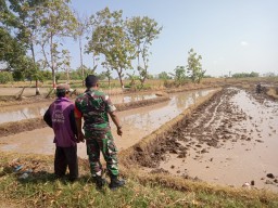 Babinsa Koramil Ngetos Dampingi Petani dalam Pengolahan Tanah Sawah Mojoduwur