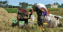 Membaur Bersama Petani Binaan Babinsa Koramil 0810/13 Lengkong Bantu Petani Panen Padi.