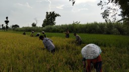 Dukung Ketahanan Pangan, Babinsa Kertosono, Serka Ahmadi Dalam Rangka Panen Padi