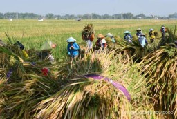 Kuota Penuh Bulog Tolak Beli Gabah Hasil Panen Petani di Nganjuk, Ketua AKD Desak DPRD