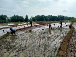 Babinsa Koramil 0810/18 Ngetos Terjun Langsung Dalam Melaksanakan Pendampingan Menanam Padi