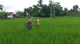 Babinsa Koramil 06/Kertosono Terjun Langsung Melaksanakan Giat Pendampingan Pemupukan Padi.