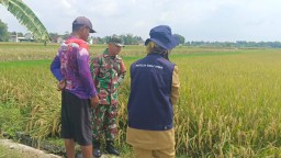 Pantau Perkembangan Tanaman Padi Babinsa Koramil Loceret Turun Ke Sawah