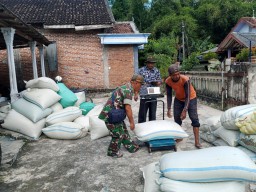 Babinsa Koramil 0810/04 Berbek  Dampingi Bulog Serap Gabah Petani di Wilayah Binaan