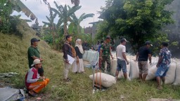Babinsa Dampingi Panen Padi, Pastikan Penyerapan Gabah oleh Bulog Berjalan Lancar