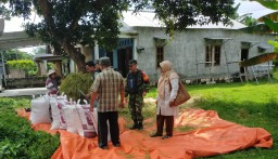 Dorong Terwujudnya Ketahanan Pangan, Babinsa Bersama Petani Sinergi Wujudkan Hasil Panen Padi Yang Lebih Baik