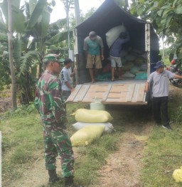 Babinsa Tirtobinangun Koramil Patianrowo Bersama PPL Laksanakan Pendampingan Sergap Bulog Nganjuk