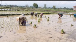 Percepatan Masa Tanam, Babinsa Koramil 0810/03 Loceret Laksanakan Pendampingan Penanaman Bibit Padi