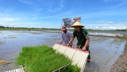Gerakan Tanam Padi Serentak Di 14 Provinsi || Dandim : Pentingnya Kolaborasi Lintas Sektor Untuk Wujudkan Kedaulatan Pangan