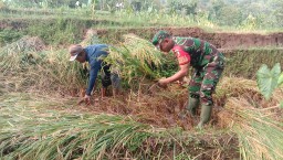Babinsa Koramil 0810/05 Sawahan Dampingi Panen Padi Di Wilayah Binaannya