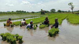 Persiapan Masa Tanam, Babinsa Bantu Petani Cabut Bibit Padi