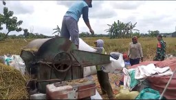 Babinsa Koramil 0810/03 Loceret Dampingi Penyerapan Gabah Panen Petani Oleh Bulog