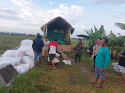 Babinsa Desa Petak Koptu Joko Wartono Laksanakan Pendampingan Penyerapan Gabah Petani Oleh Bulog Nganjuk