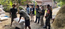 Swasembada Pangan || Babinsa Dampingi Penyerapan Gabah Petani Oleh Bulog