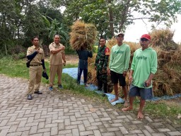 Babinsa Koramil 0810/08 Baron Dukung Sergap Gabah Bersama Tim Bulog