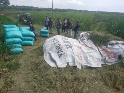 Babinsa Koramil 19 Jatikalen Turun Langsung Melaksanakan Pendampingan Panen Padi Di Wilayah Binaannya