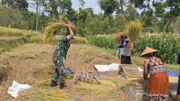 Cerminan Kemanunggalan TNI Dengan Rakyat, Babinsa Turun Langsung Bantu Petani