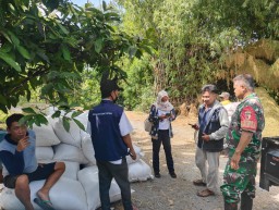 Babinsa Koramil 20 Ngluyu Bersama-Sama Dengan PPL Dan Poktan Melaksanakan Pendampingan Sergab (Serapan Gabah)