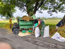 Memastikan Proses Penyerapan Gabah Berjalan Lancar Babinsa Koramil 02 Bagor Dampingi Petani.