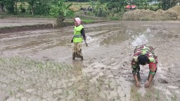 Dukung Swasembada Pangan Nasional Babinsa Mojo Dhuwur Bantu Petani Tanam Padi