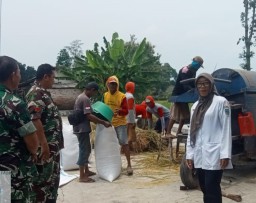 Babinsa Bersama PPL Pastikan Penyerapan Gabah Di Desa Jekek Berjalan Lancar