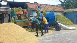 Babinsa Koramil 06 Kertosono Turun langsung Dampingi Bulog Serap Gabah Petani Di Desa Binaan.