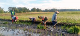 Wujudkan Swasembada Pangan Babinsa Rejoso Bantu Petani Tingkatkan LTT Padi