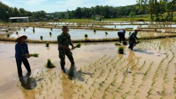 Serda Wahyudi Babinsa Desa Suru Turun Ke Sawah Bantu Petani Tanam Padi