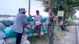 Pastikan Gabah Terserap Babinsa Koramil 0810/12 Pace Dampingi Petani Di Wilayah Desa Binaan