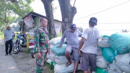 Babinsa Pace Melaksanakan Pendampingan Serapan Gabah (SERGAB) Di Wilayah Desa Binaan