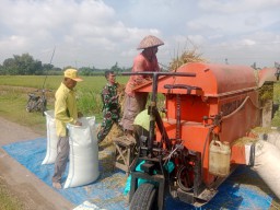 Babinsa Prambon Serda Joko dan PPL Turun Langsung Dampingi Bulog Serap Gabah dari Petani