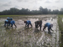Babinsa Prambon Sertu Eko Suryono Aktif Bantu Petani Tanam Padi Untuk Tingkatkan Ketahanan Pangan