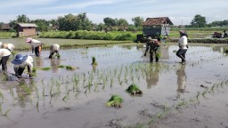 Tingkatkan Ketahanan Pangan, Babinsa Terjun Langsung Ke Sawah Bantu Petani Tanam Padi
