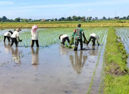 Tingkatkan Ketahanan Pangan Babinsa Koramil Ngronggot Bantu Petani Tanam Padi