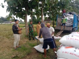BABINSA KORAMIL 0810/17 WILANGAN BERSAMA PPL DAMPINGI BULOG SERAP GABAH PETANI