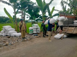 Dukung Swasembada Pangan Babinsa dan PPL Dampingi Bulog Serap Gabah dari Petani