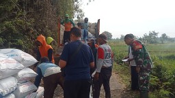 Babinsa Koramil 0810/04 Berbek Kawal Bulog Beli Gabah Petani Di Wilayahnya