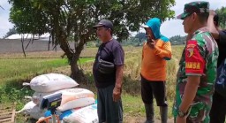 Pastikan Gabah Petani Terserap Oleh Bulog Babinsa Koramil Loceret Dampingi Petani