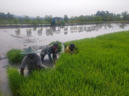 Babinsa Koramil 0810/20 Ngluyu Dukung Percepaan Tanam Padi Di Desa Binaan