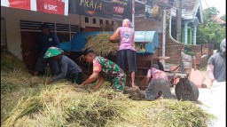 Dukungan Babinsa Koramil 0810/06 Kertosono Percepat Gabah Petani Terserap