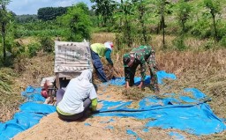 Babinsa Desa Ngliman Terjun Langsung Ke Sawah Dampingi Sergap Panen Padi Di Desa Binaan