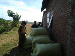 Babinsa Koramil 07/Patianrowo Serda Sukamto Melaksanakan Pendampingan Penyerapan Gabah Panen Petani Oleh Bulog.