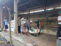 Sukseskan Program Pemerintah, Babinsa Dampingi Serapan Gabah di Desa Binaan