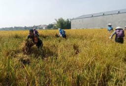 Wujud Nyata Pendampingan Babinsa Bantu Petani Panen Padi Di Desa Binaan