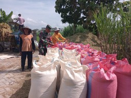 Sukseskan Program Pemerintah, Babinsa Desa Pelem Kawal Serapan Gabah Petani