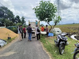 Sergab babinsa Kedungrejo Koramil 0810/10 Tanjunganom bersama Bulog, Berhasil Menyerap 10 Ton Hsil Panen Petani
